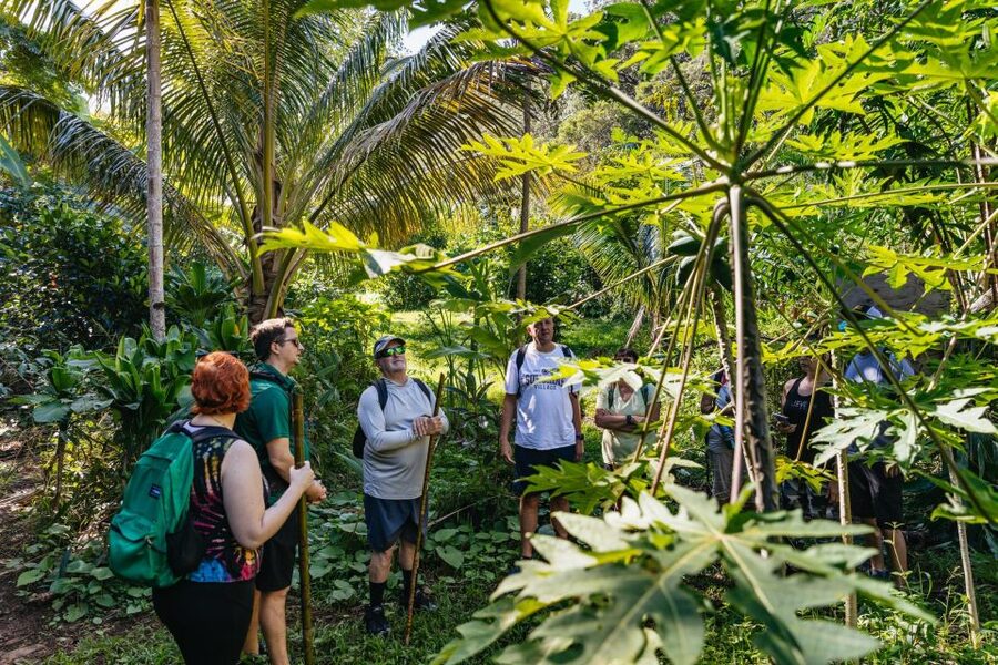 Maui: Rainforest Waterfalls Guided Hike with Picnic Lunch - Three to five waterfalls, with room for adventure