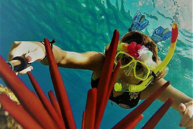 Maui Snorkel Adventure: Molokini Crater and Turtle Cove - Turtle Cove and the search for green sea turtles