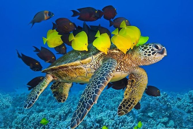 Maui Snorkel Adventure: Molokini Crater and Turtle Cove - What you eat and drink on the four-hour trip