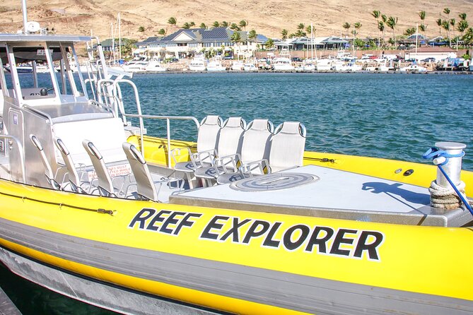 Maui Snorkel Adventure: Molokini Crater and Turtle Cove - Whale and dolphin sightings are a bonus, not the plan