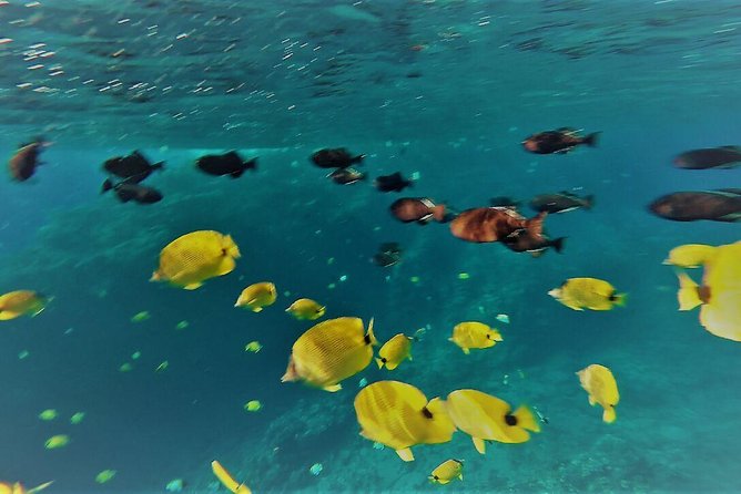 Maui Snorkel Adventure: Molokini Crater and Turtle Cove - Is the $198 price a fair deal?