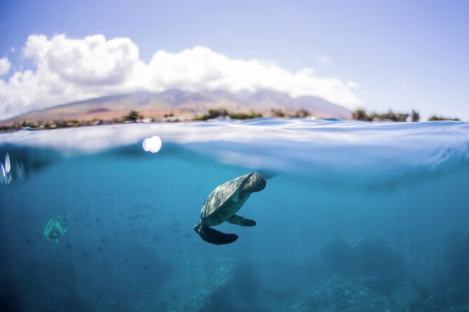 Maui Snorkeling Boat Tour to Turtle Town Aboard Quicksilver - A Four-Hour Cruise Built Around the Sea