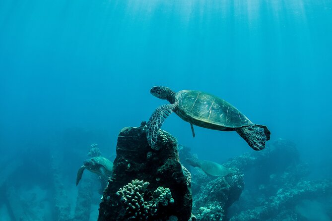 Maui Snorkeling Boat Tour to Turtle Town Aboard Quicksilver - Food, Drinks, and Extra Costs