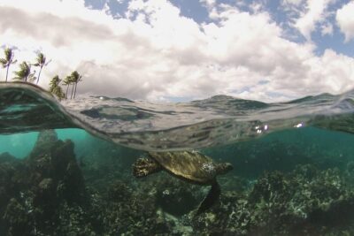 Maui South Coast and Molokini Crater Adventure from Kihei