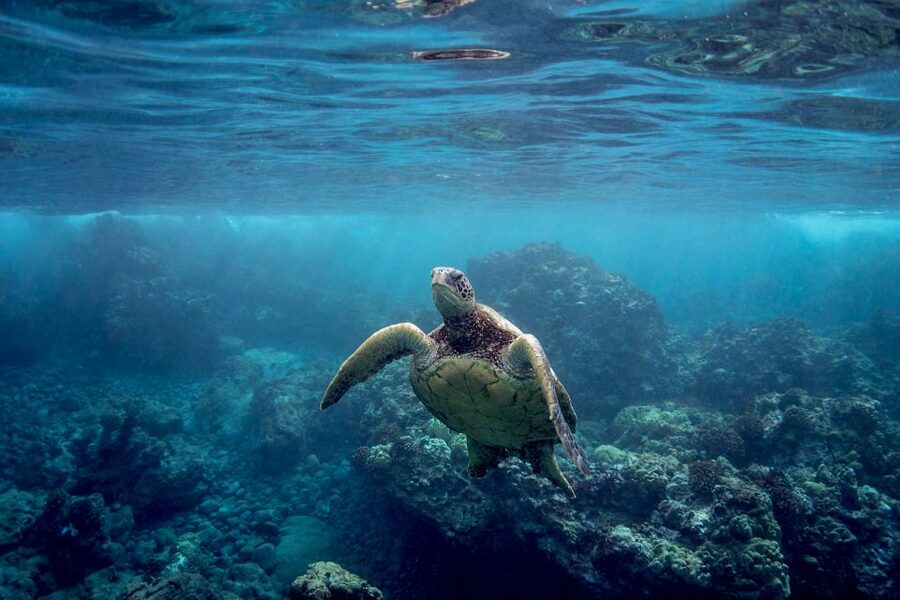 Maui: Turtle Town Kayak and Snorkel Tour - Snorkeling around Turtle Town