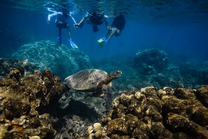 Maui: Turtle Town Snorkel with Photo and Video - The swim from shore to Turtle Town