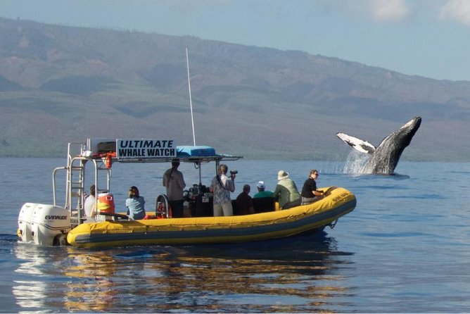 Maui: Ultimate Whale Watch from Lahaina - Key things to know before booking
