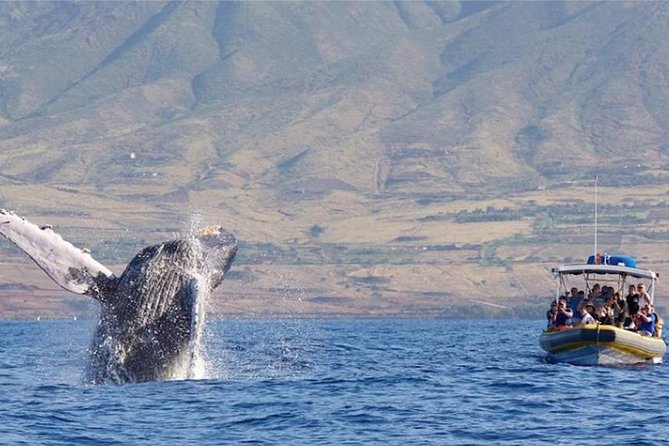 Maui: Ultimate Whale Watch from Lahaina - Why this Lahaina whale watch feels different