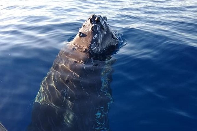 Maui: Ultimate Whale Watch from Lahaina - The hydrophone adds another sense