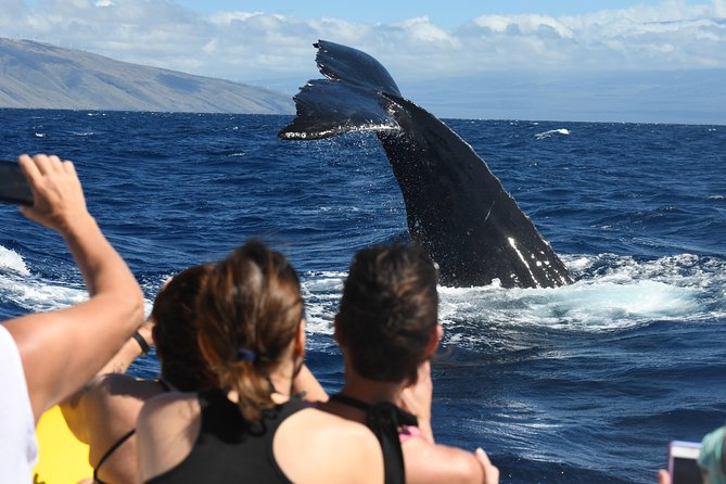 Maui: Ultimate Whale Watch from Lahaina - What the crew adds to the outing
