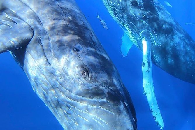 Maui: Ultimate Whale Watch from Lahaina - Whale behavior is the real itinerary