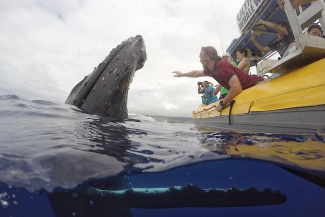 Maui: Ultimate Whale Watch from Lahaina - Small boat or large catamaran?