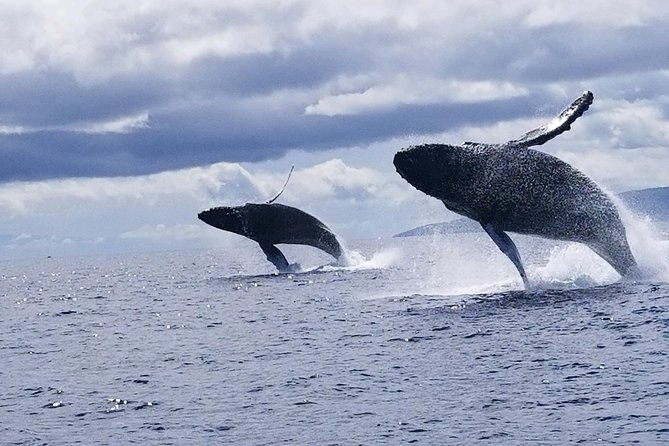 Maui: Ultimate Whale Watch from Lahaina - Is $77 a fair price?