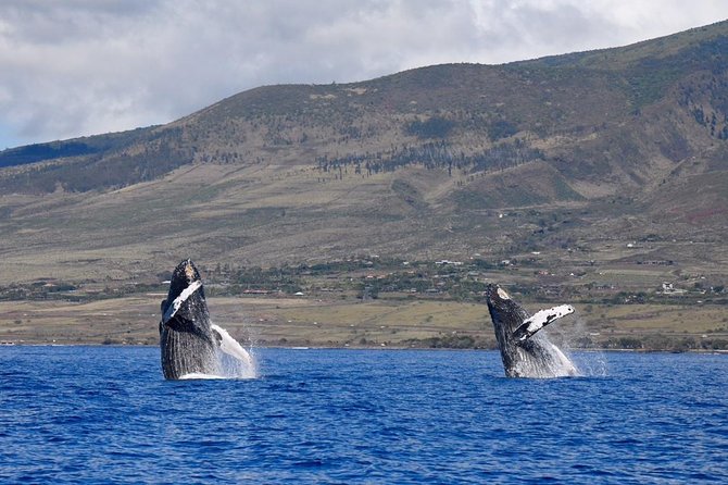 Maui: Ultimate Whale Watch from Lahaina - Two hours of watching, listening, and moving
