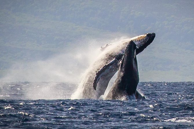 Maui: Whale Watching Cruise with Open Bar from Ka'anapali Beach - What makes this cruise worth considering
