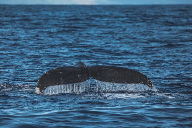 Maui: Whale Watching Cruise with Open Bar from Ka'anapali Beach - What the naturalist commentary adds