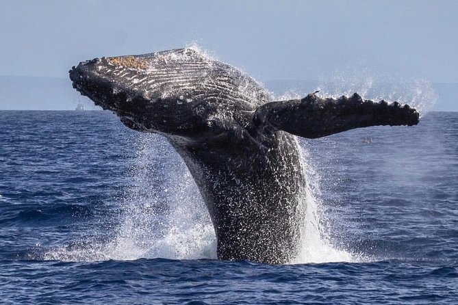Maui: Whale Watching Cruise with Open Bar from Ka'anapali Beach - How good is the value at $115.85?