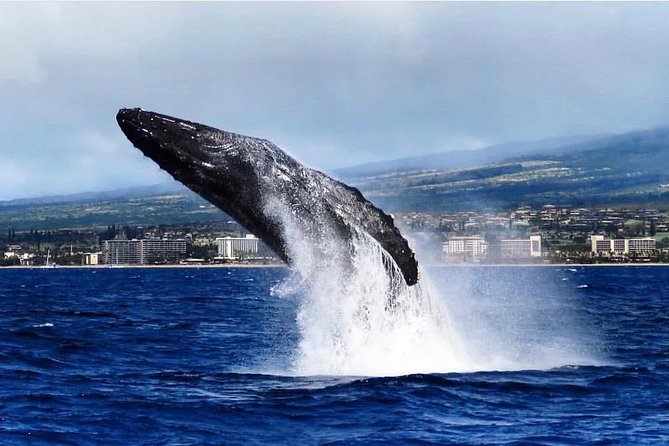Maui: Whale Watching Cruise with Open Bar from Ka'anapali Beach - Why Maui is such a strong place for whale watching