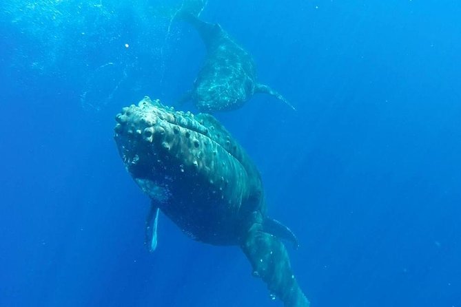 Maui Whale-Watching Tour by Raft from Kihei - Listening to whale song through the hydrophone