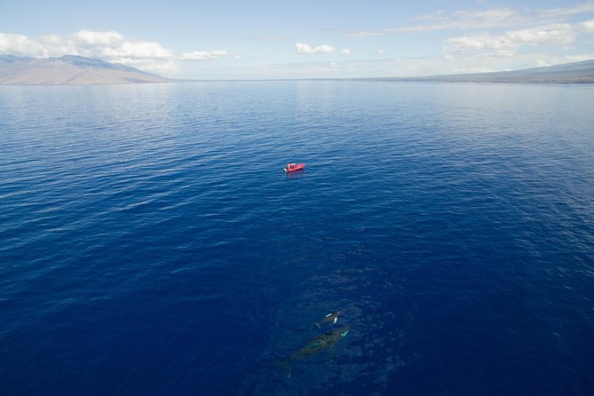 Maui Whale-Watching Tour by Raft from Kihei - The raft ride: thrilling for some, tiring for others