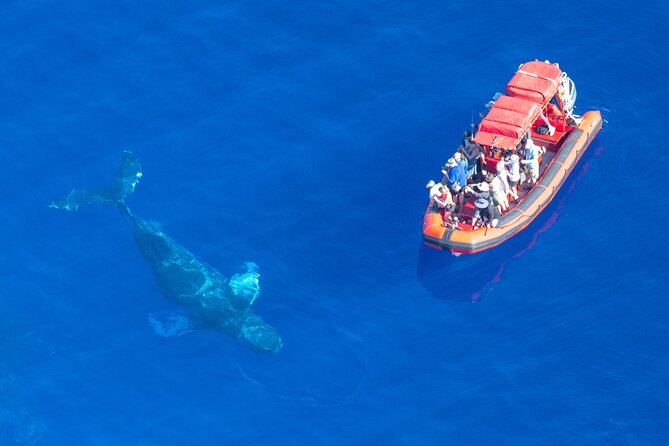 Maui Whale-Watching Tour by Raft from Kihei - Is $84.14 good value?