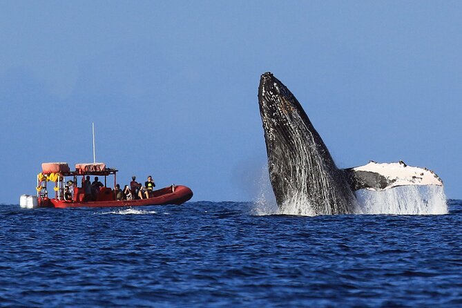 Maui Whale-Watching Tour by Raft from Kihei - Choosing your departure time and preparing well