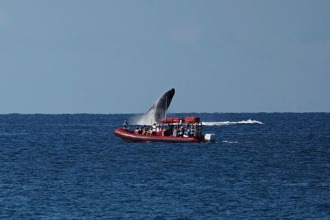 Maui Whale-Watching Tour by Raft from Kihei - Who will enjoy this whale watch most?