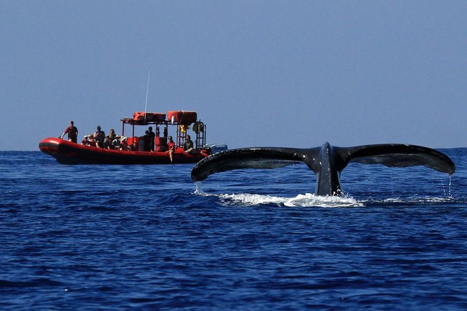 Maui Whale-Watching Tour by Raft from Kihei - What you see past Wailea and Keawakapu Beach