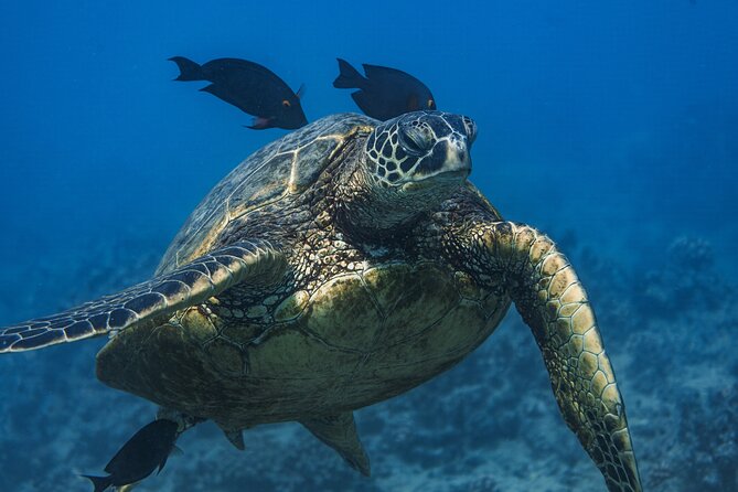 Moana’s Waikīkī Grand Guided Turtle Snorkel & Sailing Adventure - Turtle Canyon and the underwater scenery