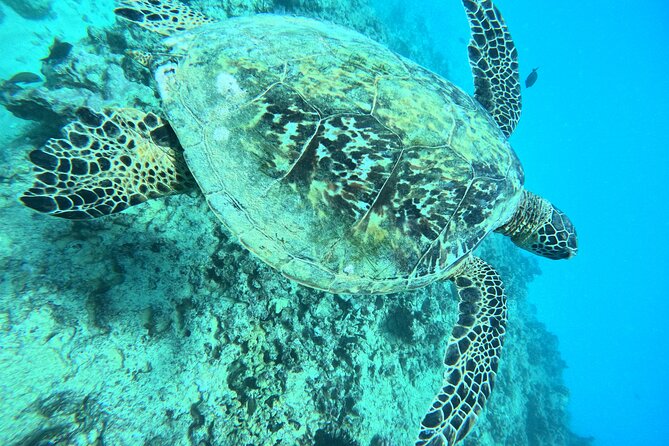 Moana’s Waikīkī Grand Guided Turtle Snorkel & Sailing Adventure - Who should book this Turtle Canyon trip?
