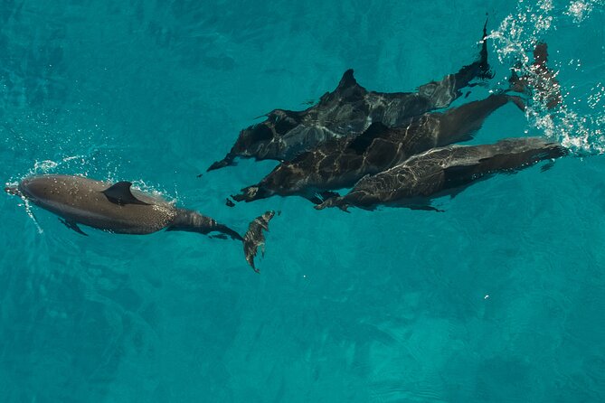 Na Pali Coast Half-Day Raft and Snorkel Adventure - Food, drinks, and the half-day schedule