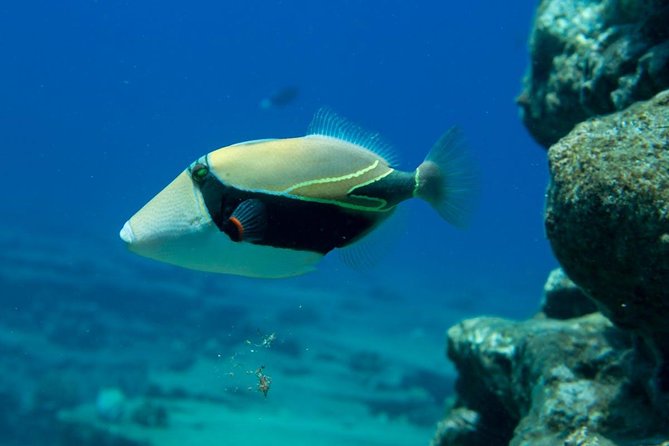 Ni'ihau and Na Pali Coast Snorkel Boat Tour - A long crossing means a rougher ride