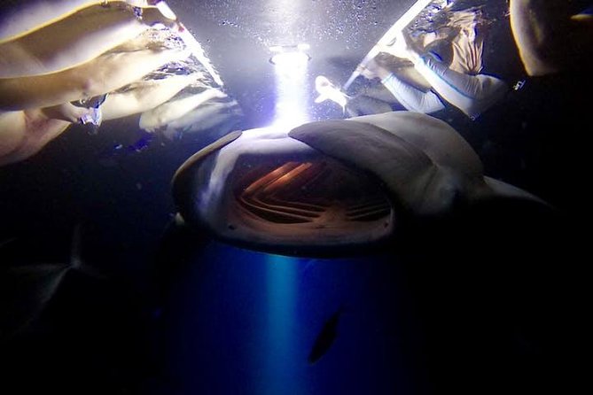 Night Manta Ray Experience - What makes the Kona manta encounter special