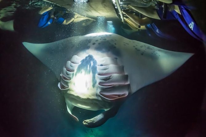 Night Manta Ray Experience - Your 90 minutes with Sea Quest Hawaii