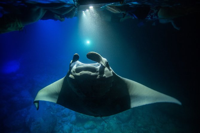 Night Manta Ray Experience - Who will enjoy this most?