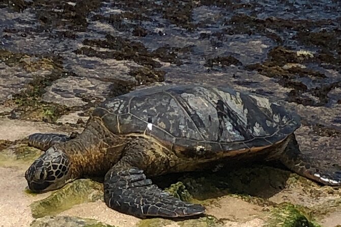 North Shore / Waimea, Falls Day & Swim with Turtles - Seamus and Sandy shape the experience