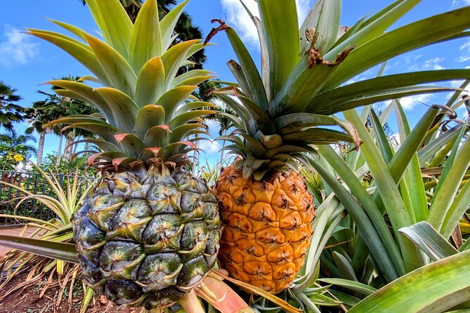 Oahu Circle Island Small Group Tour - Haleiwa, Matsumoto’s shave ice, and a slower half hour