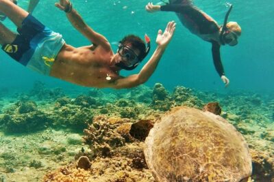 Oahu Circle Island Tour with Turtle Snorkeling— Small-Groups