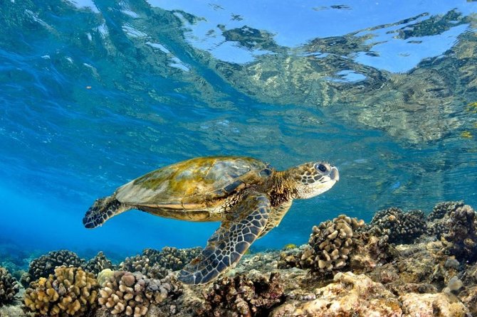Oahu Circle Island Tour with Turtle Snorkeling— Small-Groups - A North Shore farm lunch with local flavors