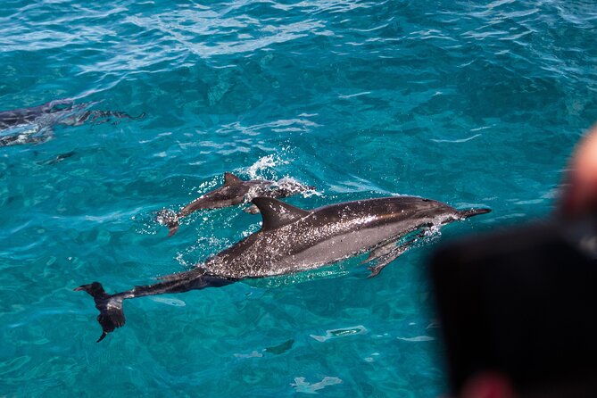 Oahu Dolphin and Snorkel Tour with Waikiki Pickup & Lunch - Watching spinner dolphins in their own waters