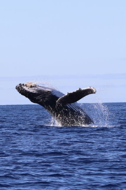 Oahu: Dolphin Swim and Turtle Snorkel Excursion in Waianae - Key points to know before you book