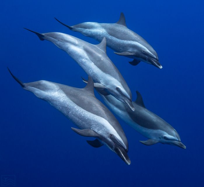 Oahu: Dolphin Swim and Turtle Snorkel Excursion in Waianae - Why Waianae is the right side of Oahu for this trip