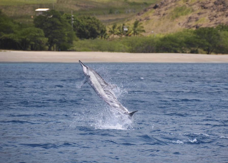 Oahu: Dolphin Swim and Turtle Snorkel Excursion in Waianae - Searching for wild dolphins off Oahu
