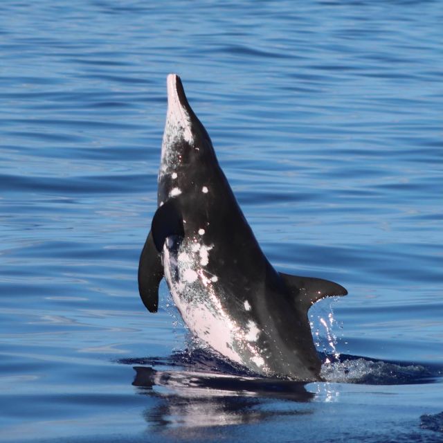 Oahu: Dolphin Swim and Turtle Snorkel Excursion in Waianae - Snorkeling with turtles and reef fish