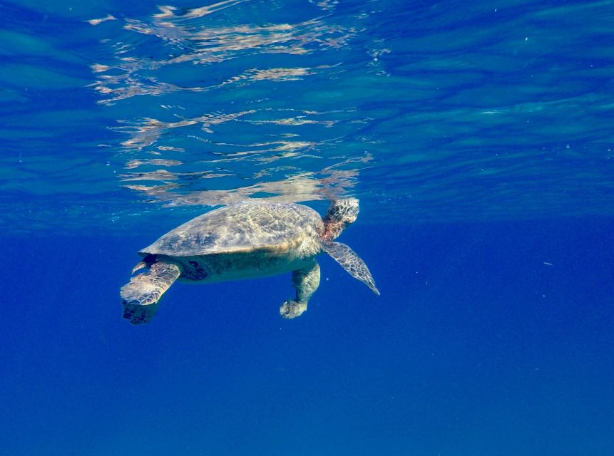 Oahu: Dolphin Swim and Turtle Snorkel Excursion in Waianae - Winter whale watching and surprise encounters
