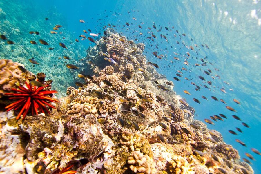 Oahu: Dolphin Swim and Turtle Snorkel Excursion in Waianae - Safety, animal ethics, and physical demands