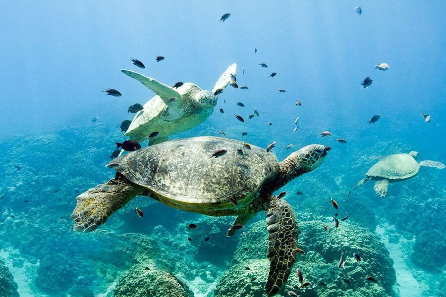 Oahu: Dolphin Swim and Turtle Snorkel Excursion in Waianae - How the tour feels for families and first-time snorkelers