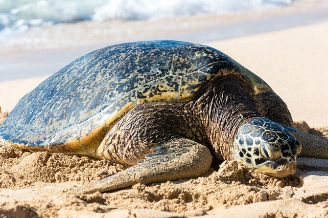 Oahu: Grand Tour Around Island 16 Locations plus Snorkeling - What this Oahu loop really offers