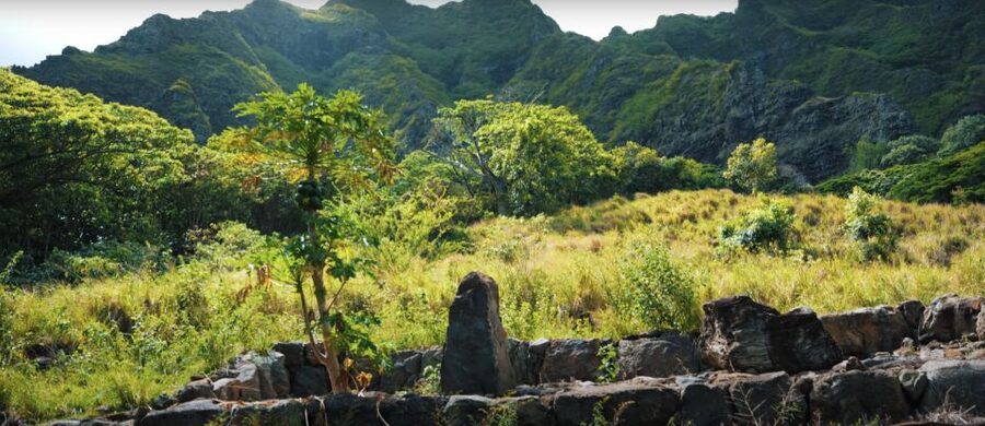 Oahu: Kualoa Open Air Jungle Expedition Tour - Should you book the Kualoa Open Air Jungle Expedition?
