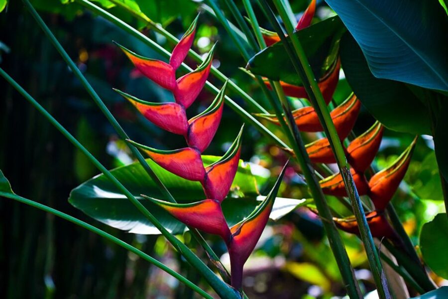 Oahu: Manoa Falls Waterfall Hike with Lunch and Transfers - Who should book this half-day outing?
